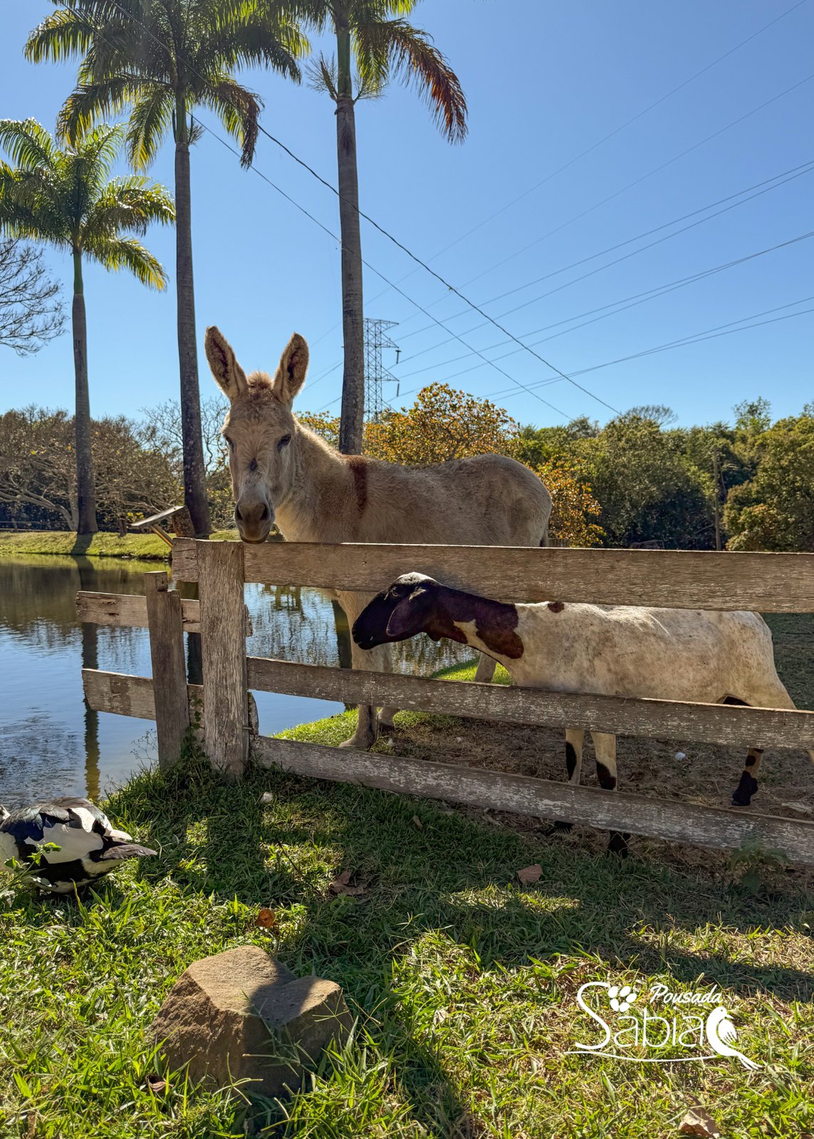Animais da fazendinha na Pousada Sabiá