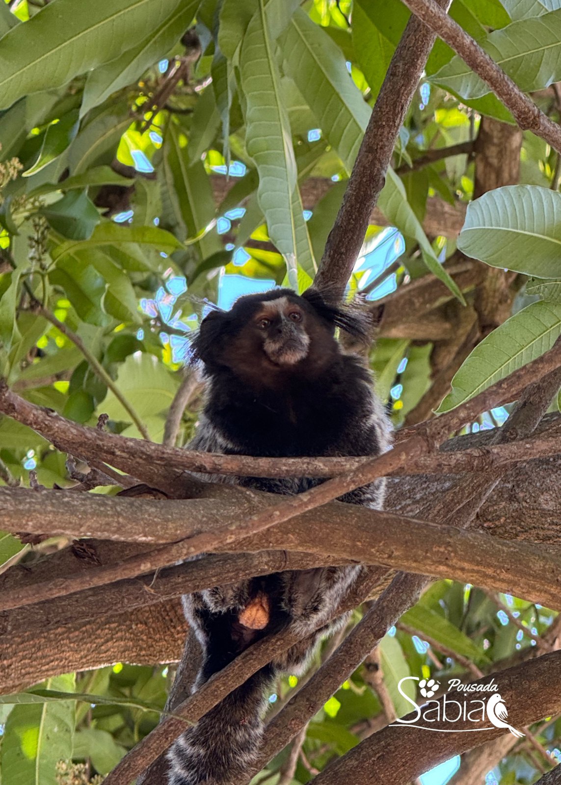Natureza e animais na Pousada Sabiá